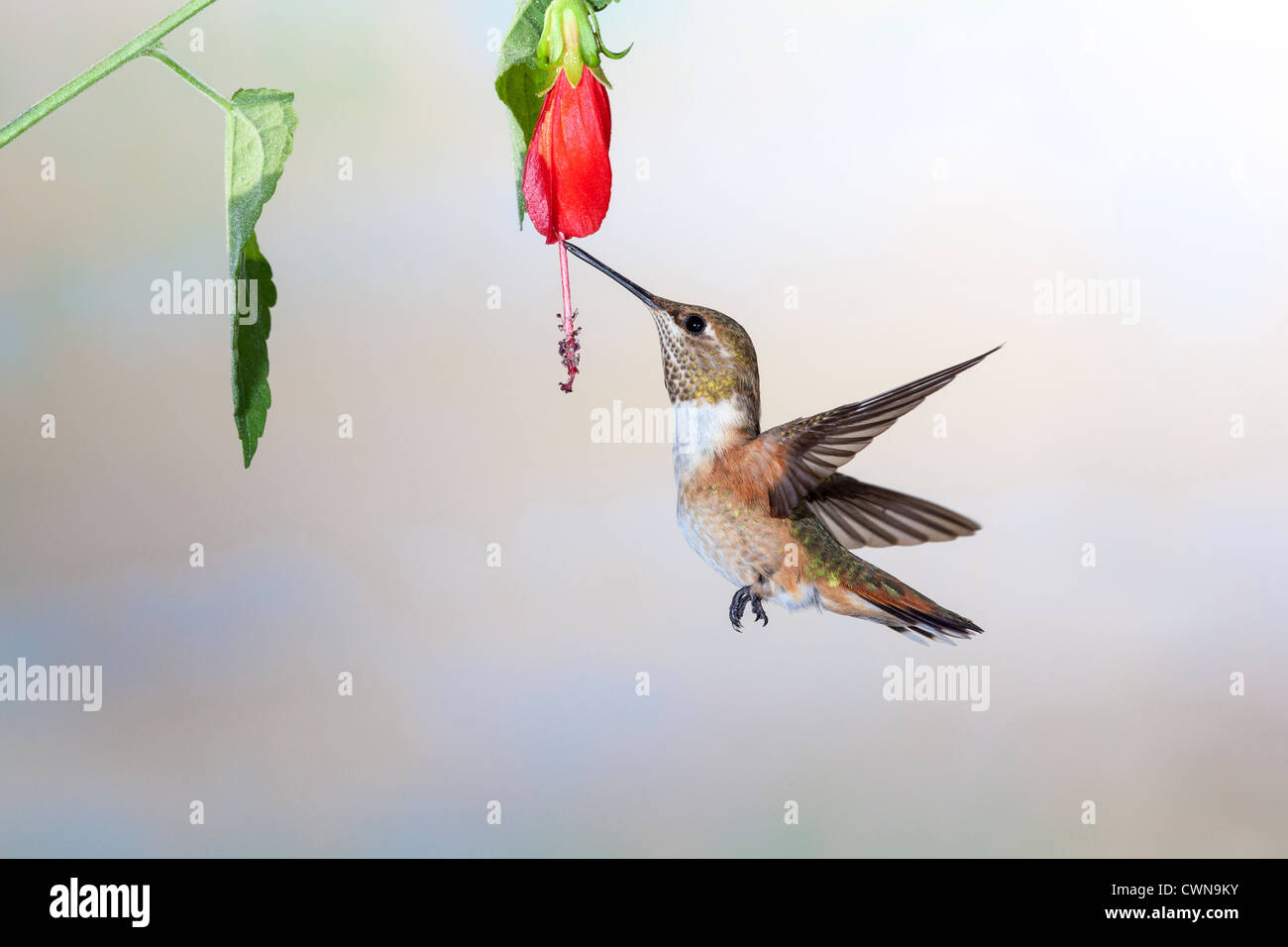Wilder Kolibri, Selasphorus rufus, Fütterung an Nektarblüten in der Sonoran Wüste im Süden Arizonas. Stockfoto