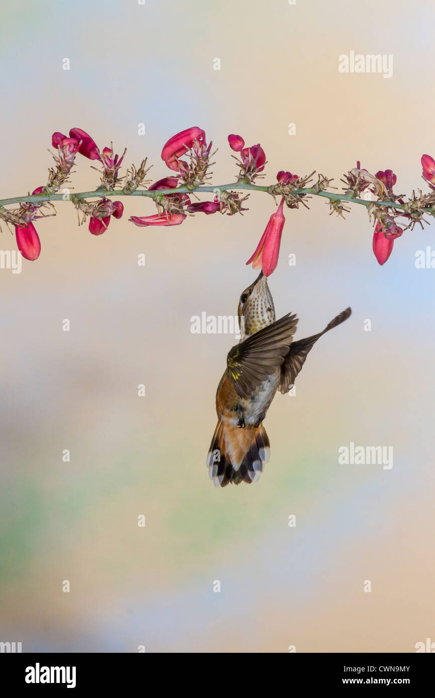 Wilder Kolibri, Selasphorus rufus, Fütterung an Nektarblüten in der Sonoran Wüste im Süden Arizonas. Stockfoto