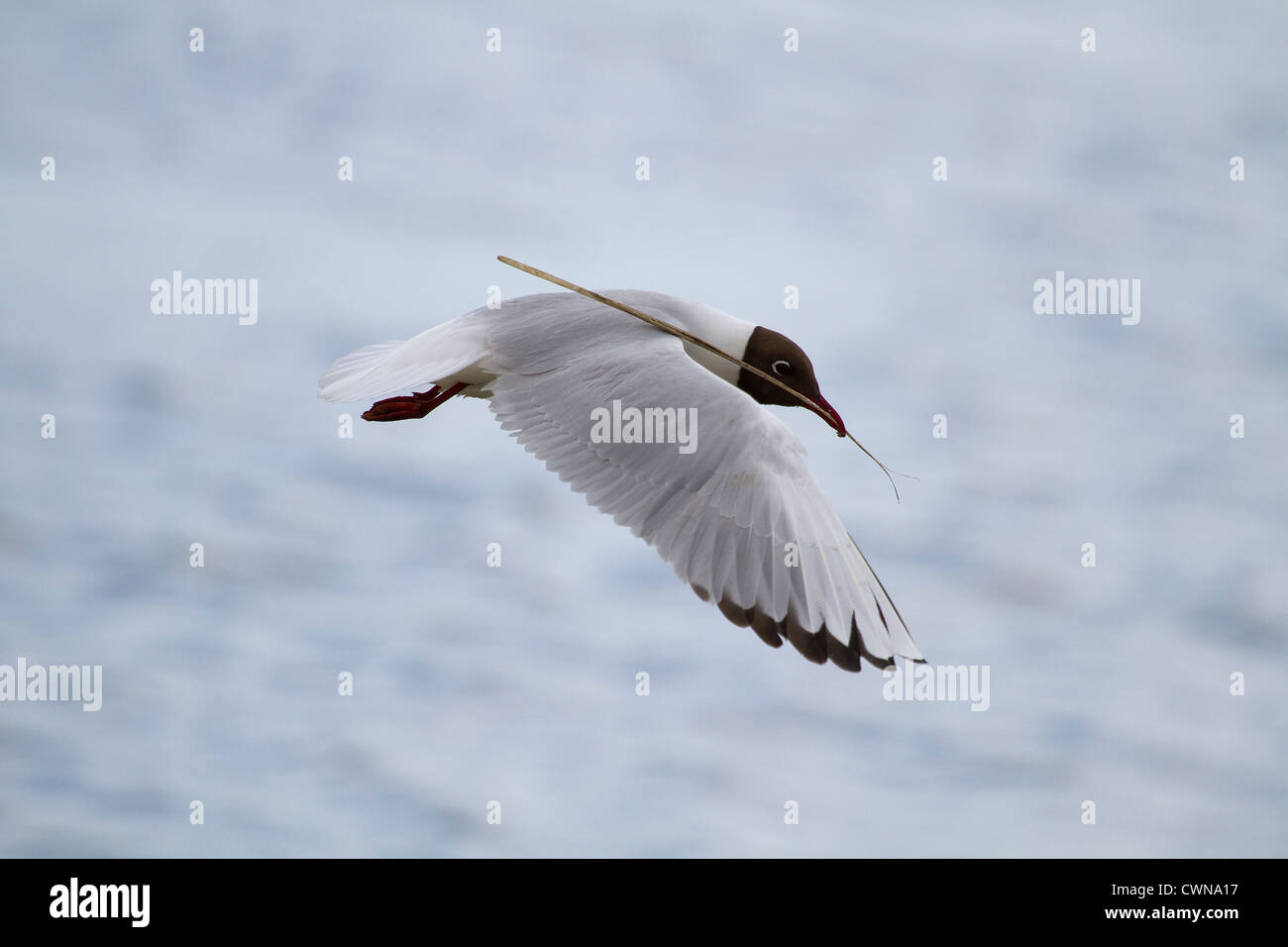 Lachmöwe (Chroicocephalus Ridibundus) im Flug mit einem Zweig im Maul Stockfoto