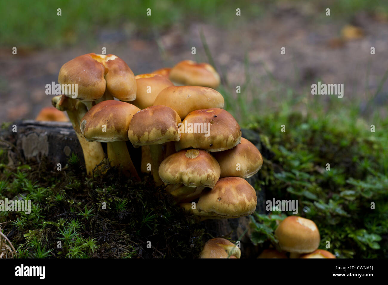 Backstein Büschel (Grünblättriger Lateritium) Pilze wachsen auf einem moosigen Baum stumpf in einem Wald Stockfoto