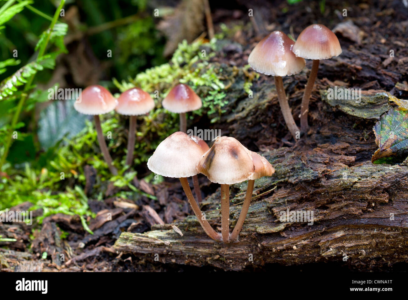 Burgundydrop Bonnet (Mycena Haematopus) Pilze wachsen aus einem faulen Baum stump im englischen Wald Stockfoto