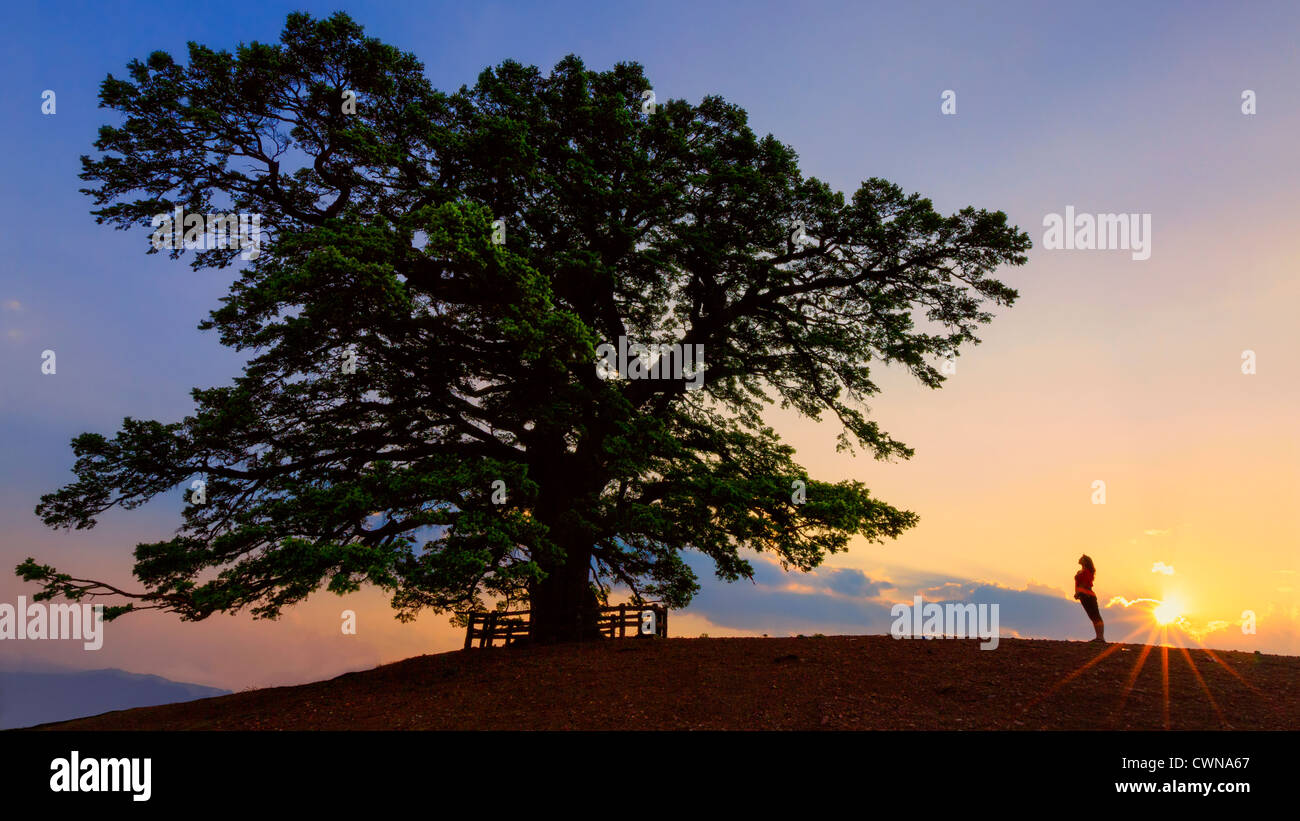 Eine Frau, Blick auf einen großen Baum, mit der Sonne über dem Horizont. Stockfoto