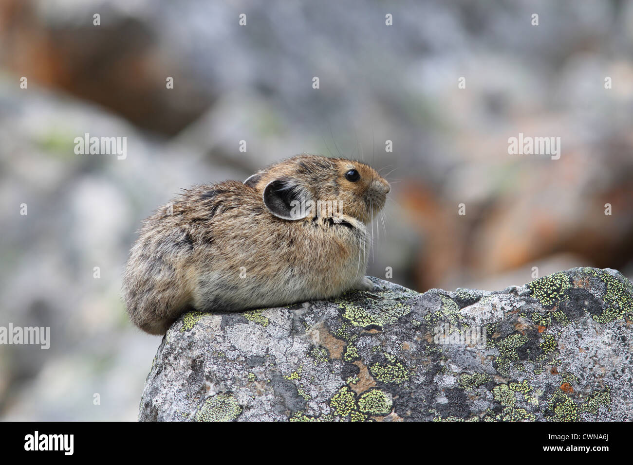 Eine wilde Pika (Ochotona Princeps) sitzt in seinem natürlichen Lebensraum in den Bergen Stockfoto