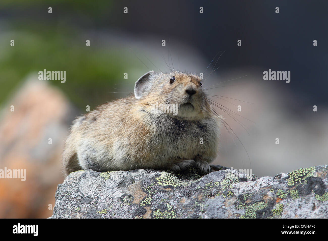 Eine wilde Pika (Ochotona Princeps) sitzt in seinem natürlichen Lebensraum in den Bergen Stockfoto