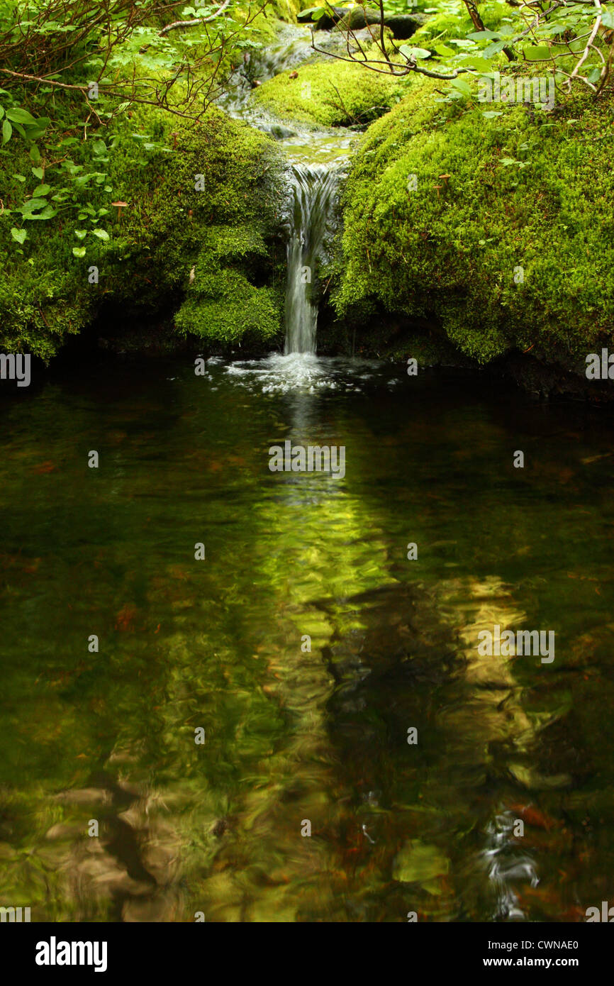Ein kleiner Wasserfall fließt in einem ruhigen Wasserbecken Stockfoto