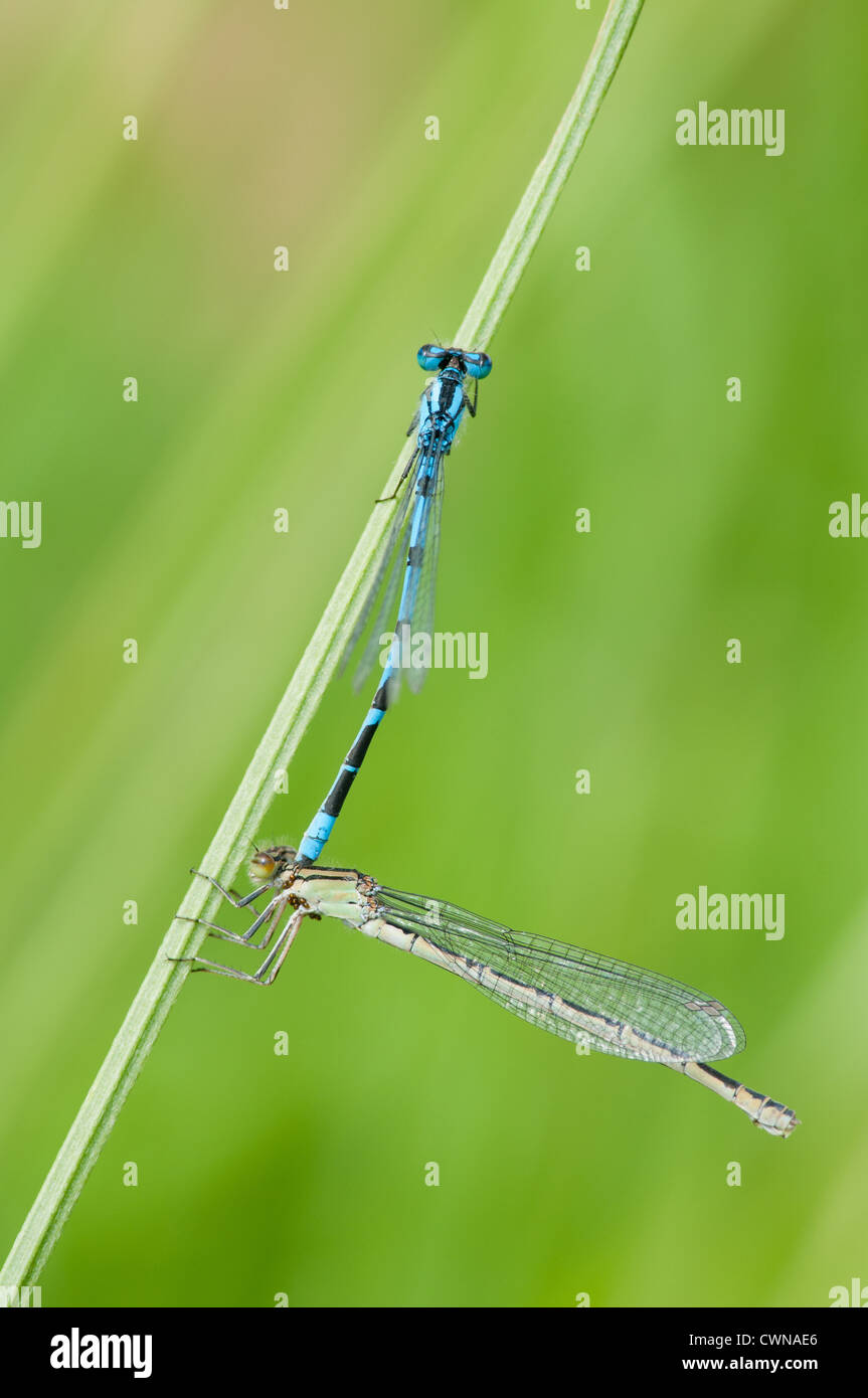 Gemeinsame blaue Libellen im Tandem. Männchen und Weibchen gepaart. Das Weibchen hat Cluster von Milben an der Basis ihrer Beine. Stockfoto