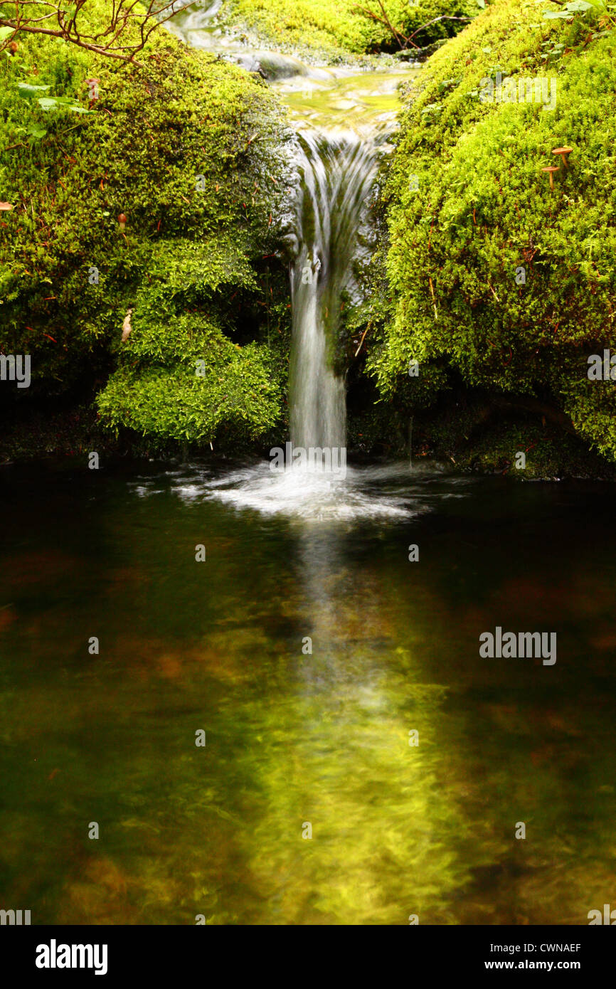 Ein kleiner Wasserfall fließt in einem ruhigen Wasserbecken Stockfoto