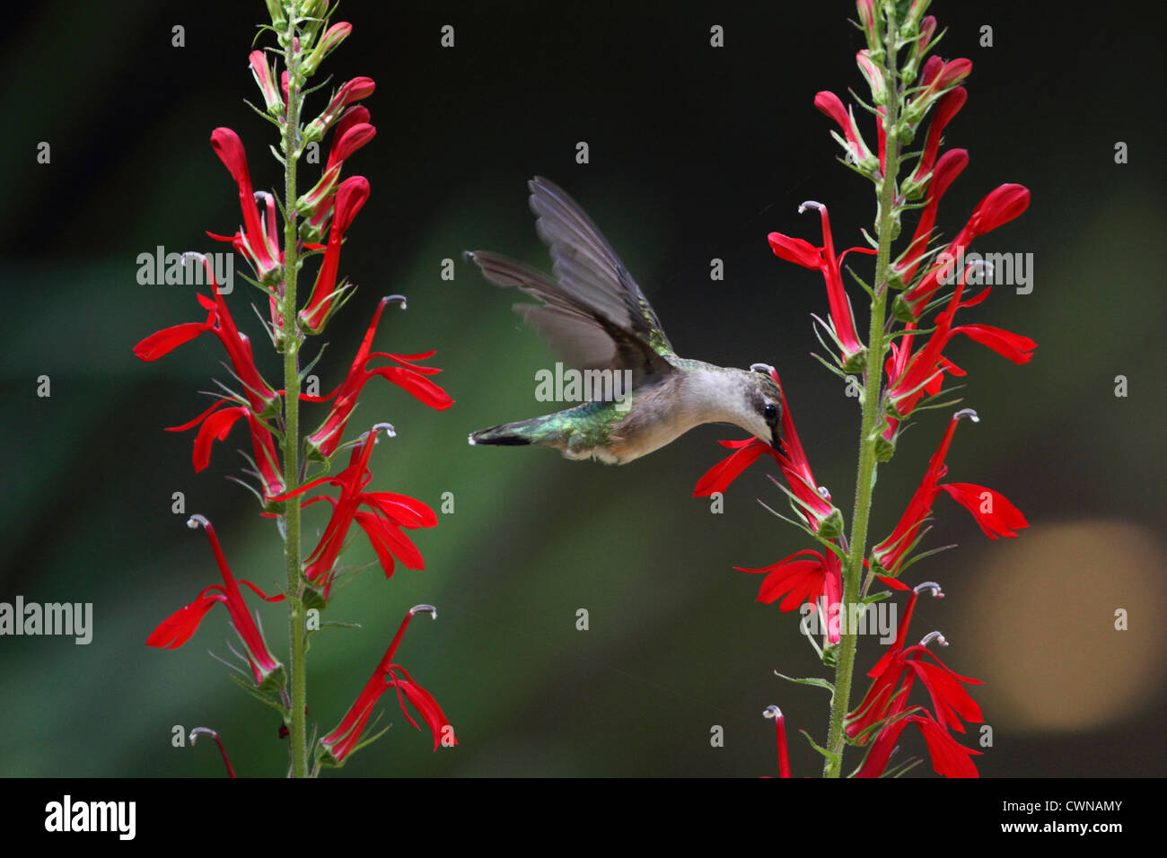 Ein Ruby – Throated Kolibri, Archilochos Colubris nach Kardinal Blume, Lobelia Cardinalis fliegen. Männlich weiblich oder unreif. Stockfoto