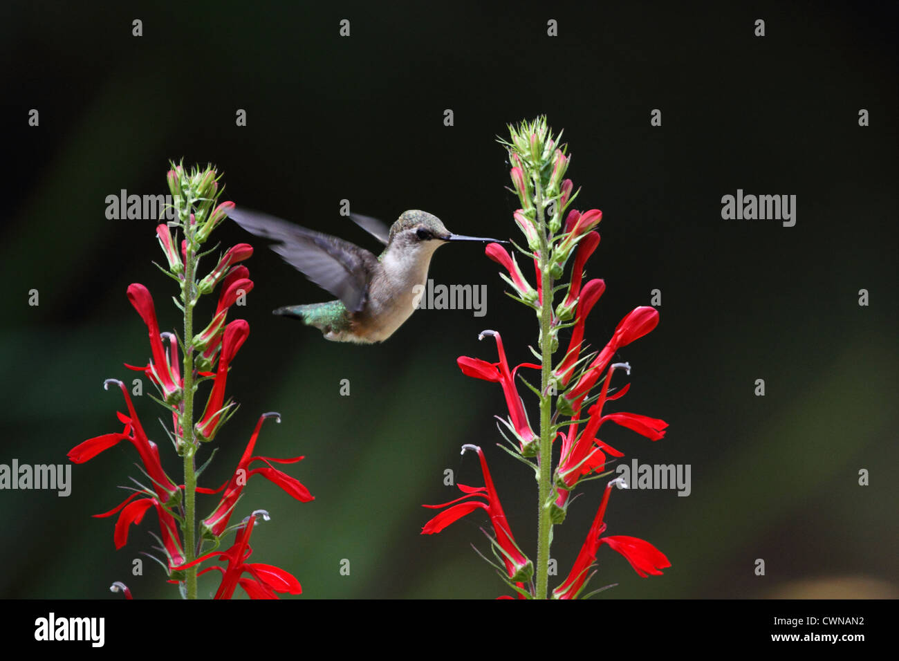 Ein Ruby – Throated Kolibri, Archilochos Colubris nach Kardinal Blume, Lobelia Cardinalis fliegen. Männlich weiblich oder unreif. Stockfoto