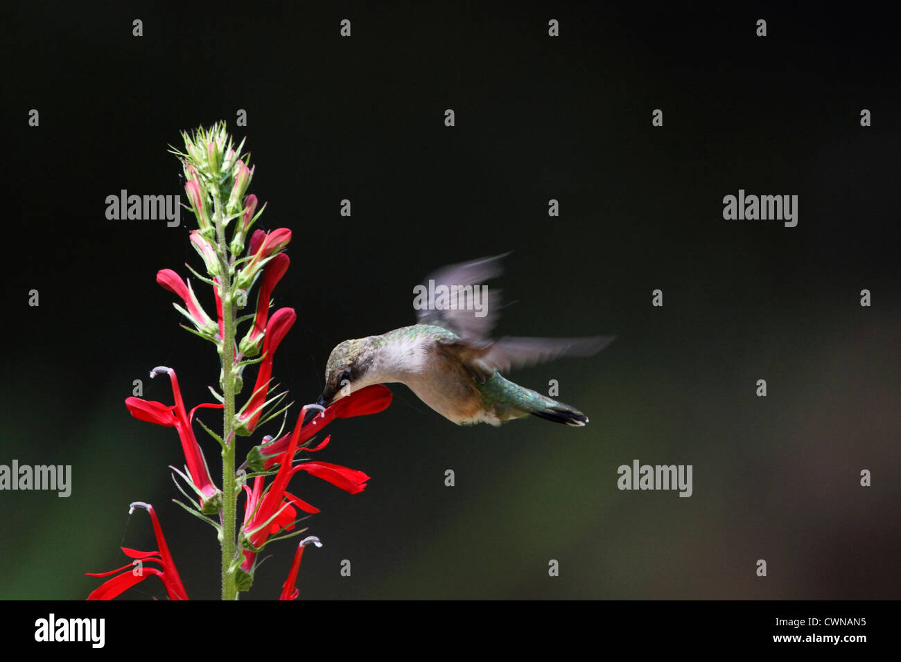 Ein Ruby – Throated Kolibri, Archilochos Colubris nach Kardinal Blume, Lobelia Cardinalis fliegen. Männlich weiblich oder unreif. Stockfoto