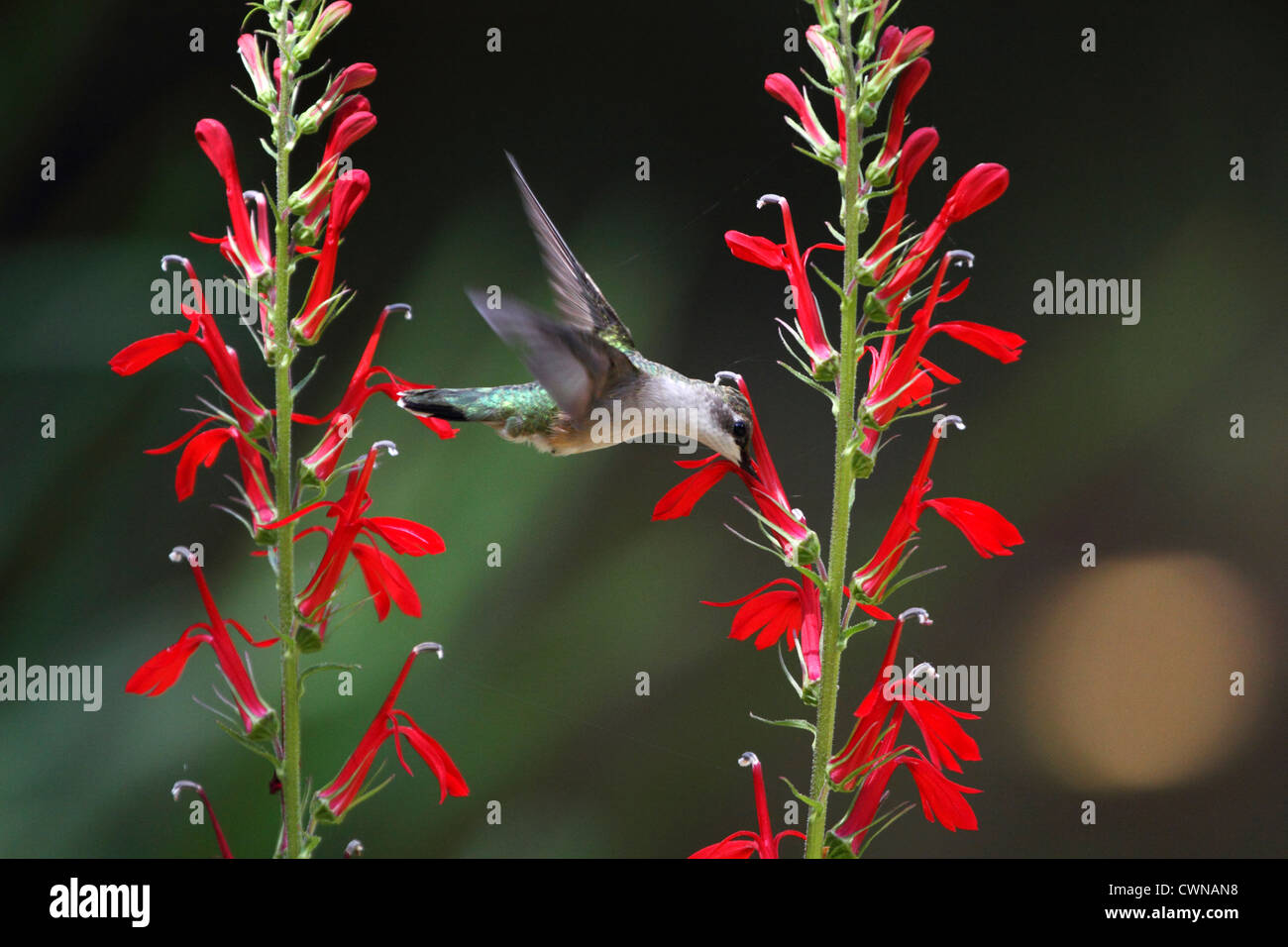 Ein Ruby – Throated Kolibri, Archilochos Colubris nach Kardinal Blume, Lobelia Cardinalis fliegen. Männlich weiblich oder unreif. Stockfoto