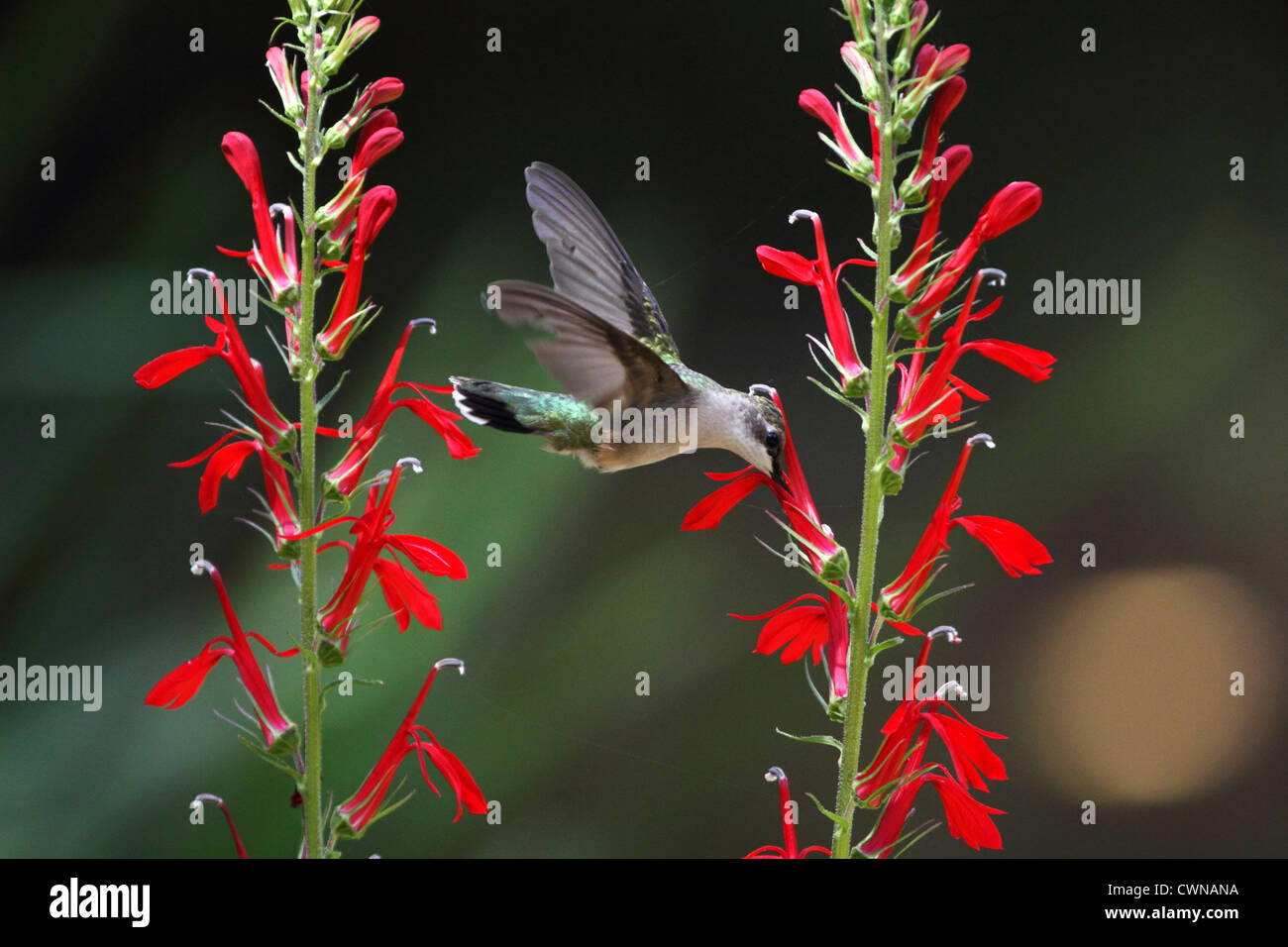 Ein Ruby – Throated Kolibri, Archilochos Colubris nach Kardinal Blume, Lobelia Cardinalis fliegen. Männlich weiblich oder unreif. Stockfoto