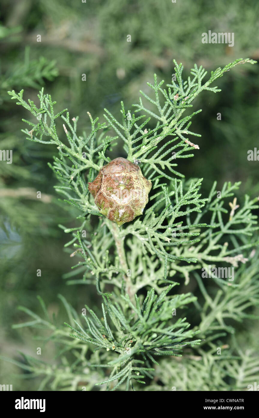 Italienische Zypresse Cupressus Sempervirens (Cupressaceae) Stockfoto