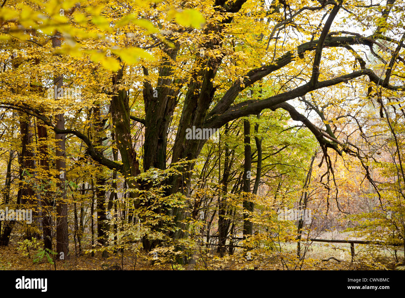 Im Herbst wild Bäume mit Farbe Herbstlaub im Kampinos Kampinos Nationalpark, Polen, Europa, EU Stockfoto