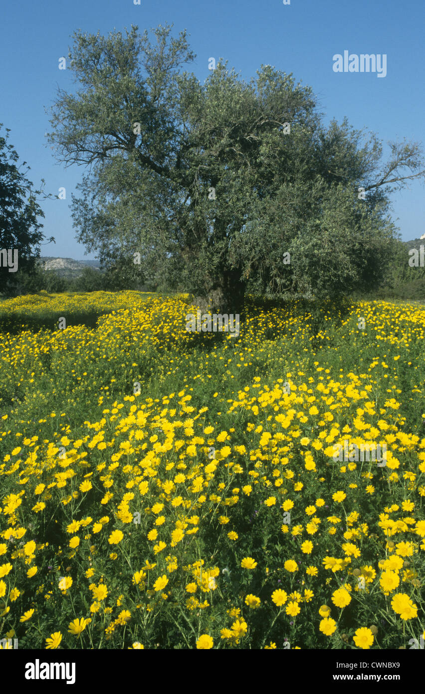 Olivenbume mit gelber himmel sonne -Fotos und -Bildmaterial in hoher  Auflsung  Alamy