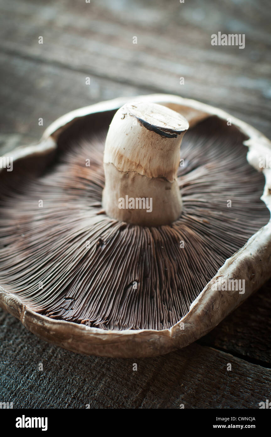 Große frische Portobello Pilze auf Holzbohlen Stockfoto