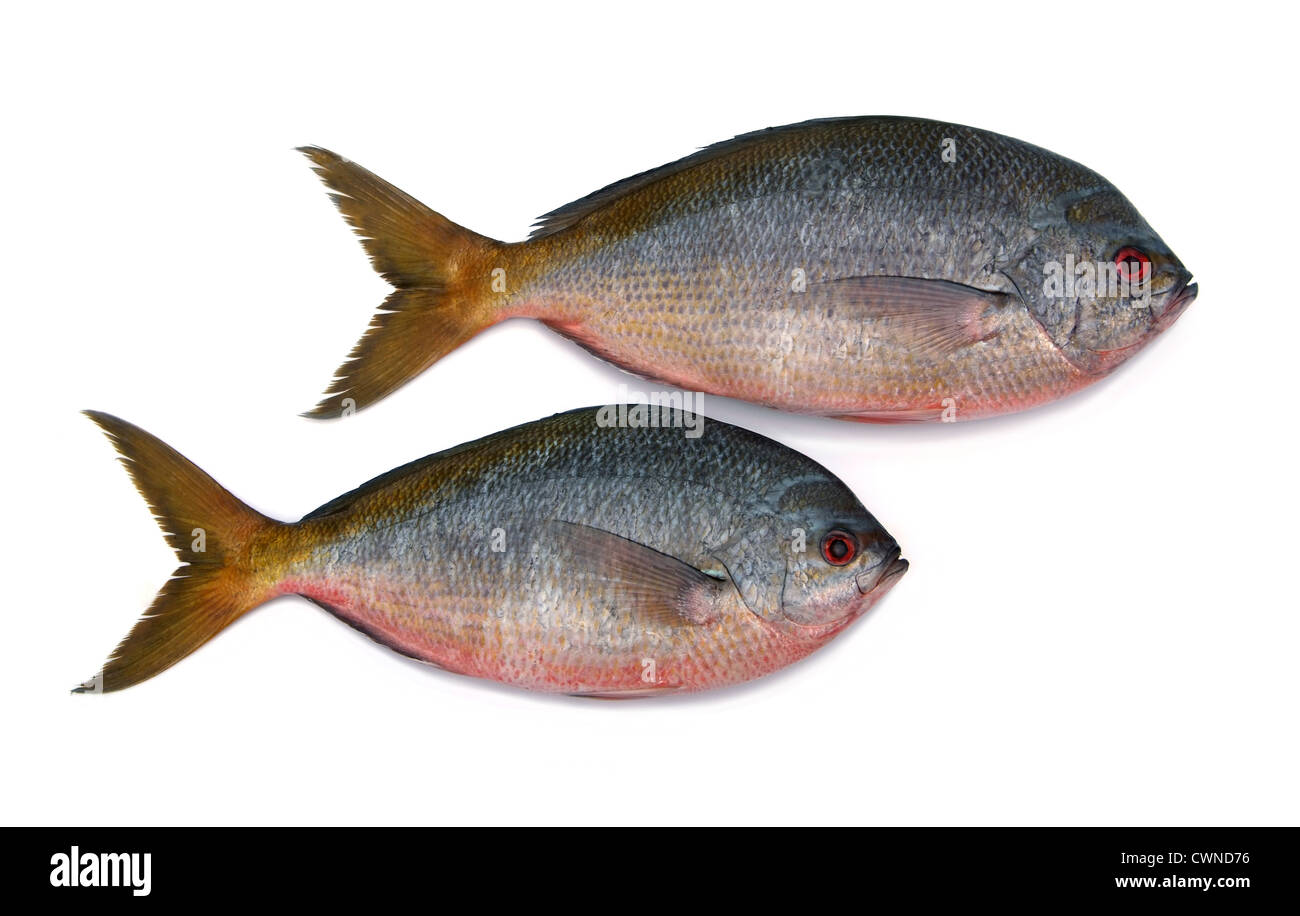 Gelbschwanz Füsilier Fisch isoliert auf weißem Hintergrund Stockfoto