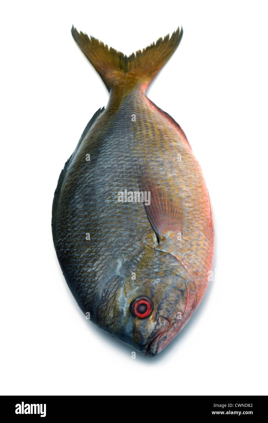 Gelbschwanz Füsilier Fisch isoliert auf weißem Hintergrund Stockfoto