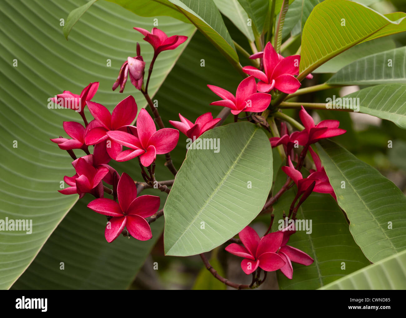 Rote Frangipani - Plumeria rubra Stockfoto