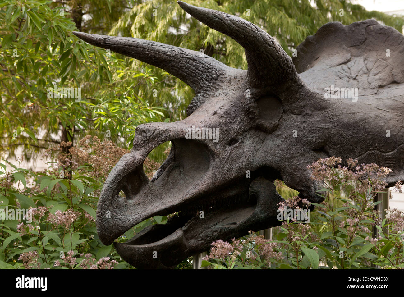 Triceratops Horridus Schädel gegossen - Smithsonian Natural History Museum - Washington, DC USA Stockfoto