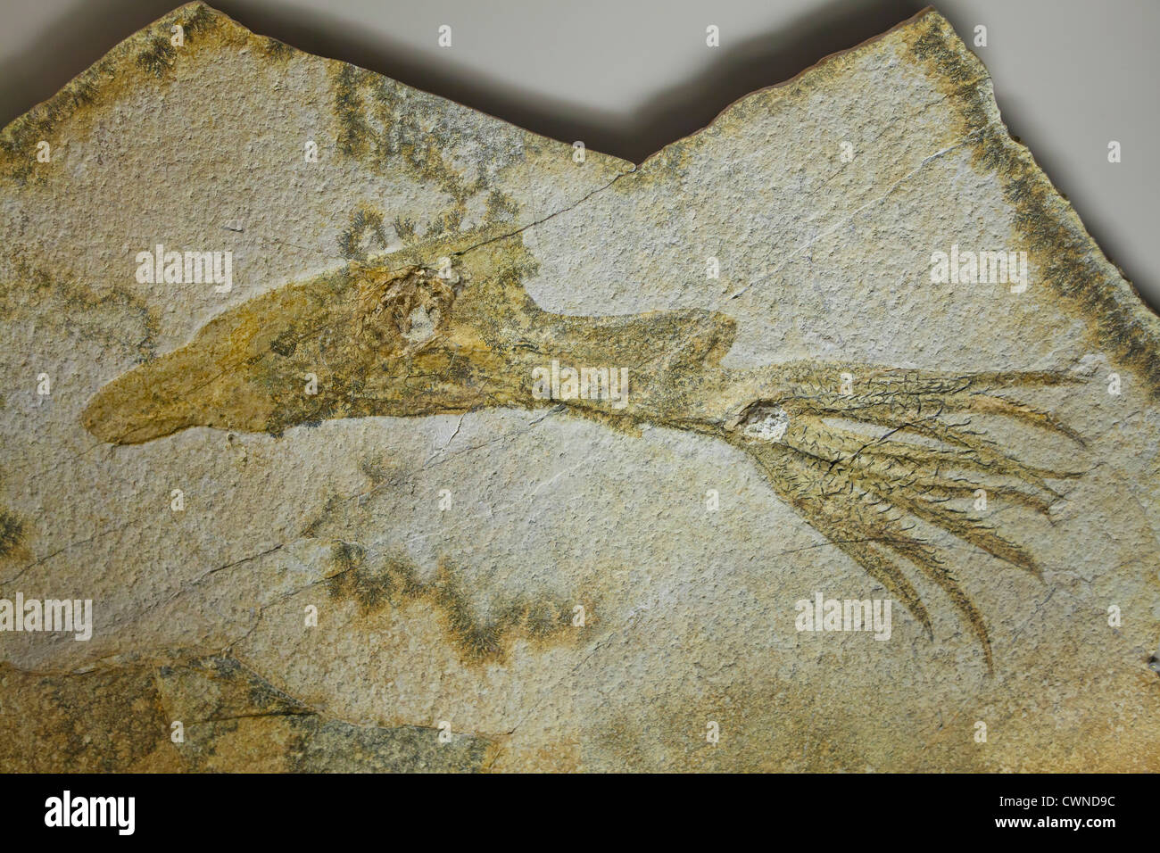 Tintenfisch-Fossil aus der späten Jurazeit Stockfoto