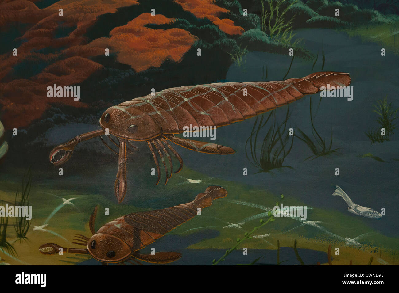 Künstler-Überstellung von Acutirmus aus der späten Silurian Periode Stockfoto