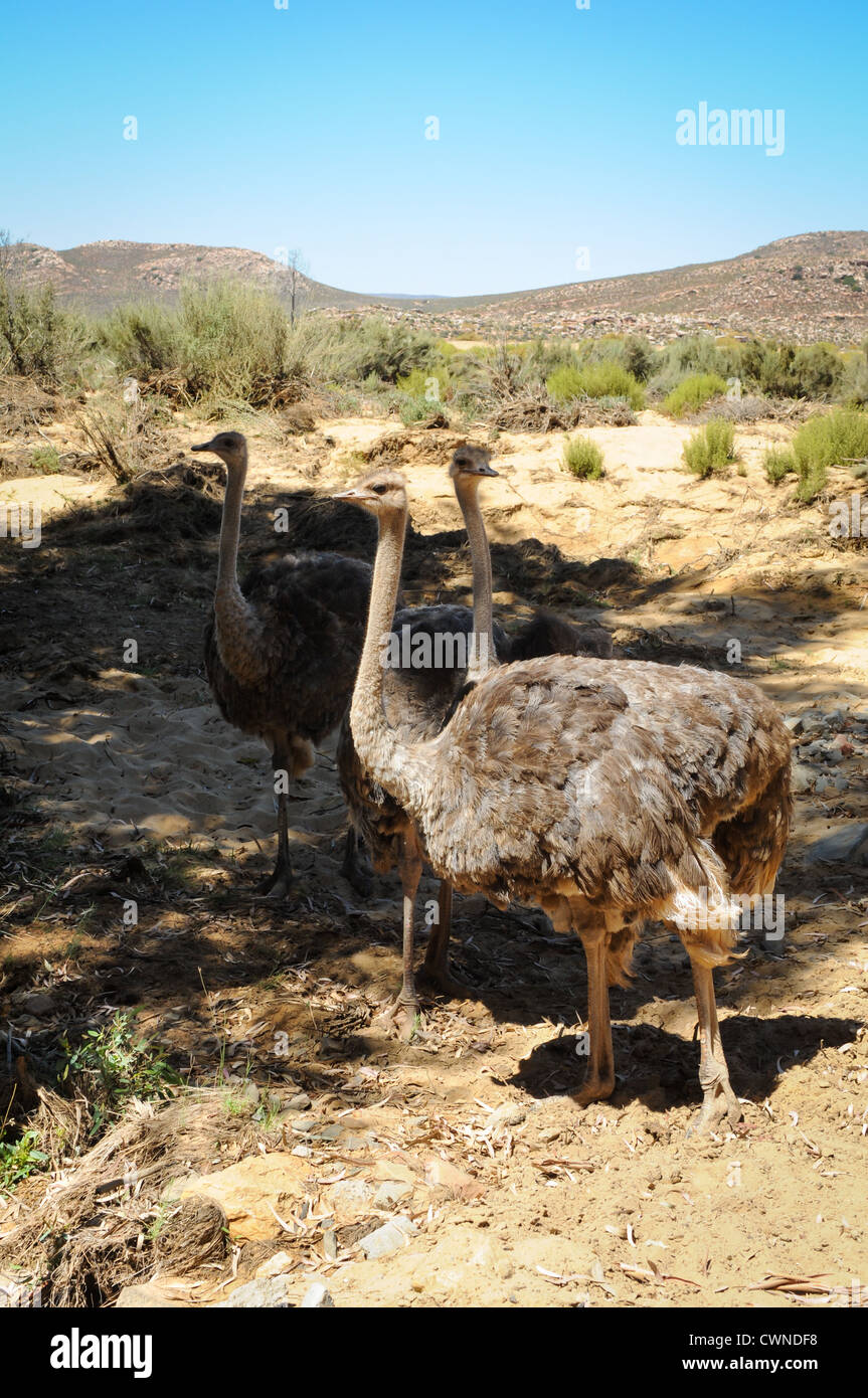 Drei wilde afrikanische Strauße (Struthio Camelus) im Busch, Südafrika Stockfoto