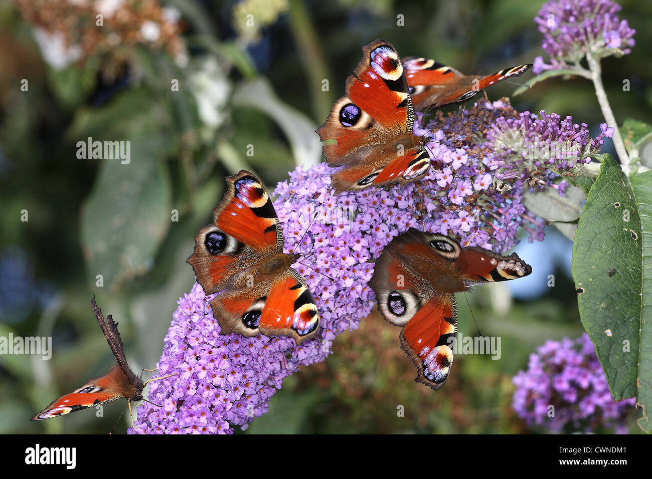 Fünf Pfau Schmetterlinge auf Buddlia blühen. Stockfoto