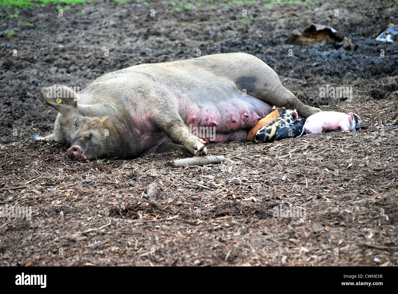 Schwein und ihre Ferkel. Stockfoto