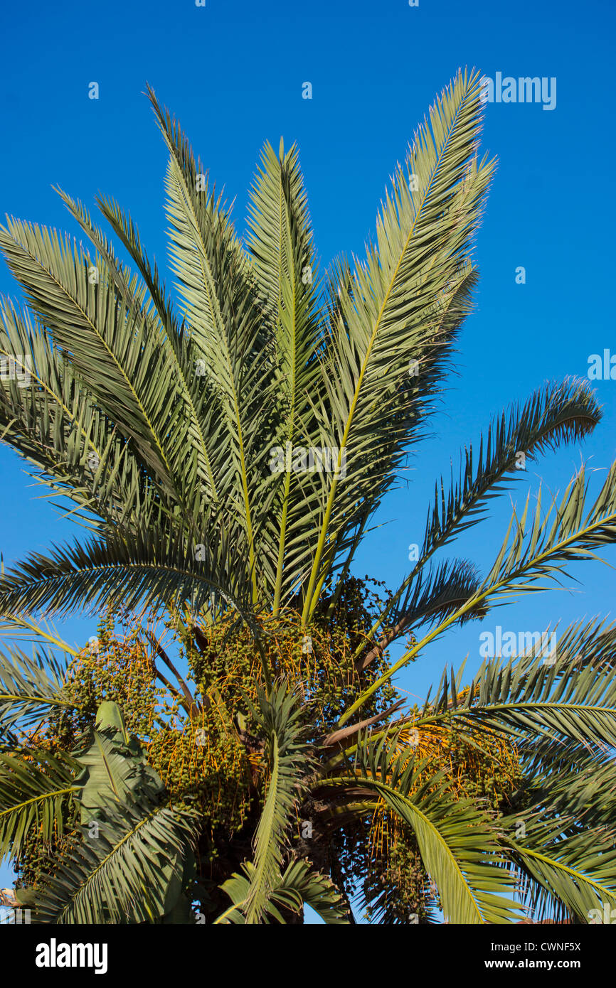 Palm Bäume, blauer Himmel, Castedefells, Catalunya Stockfoto