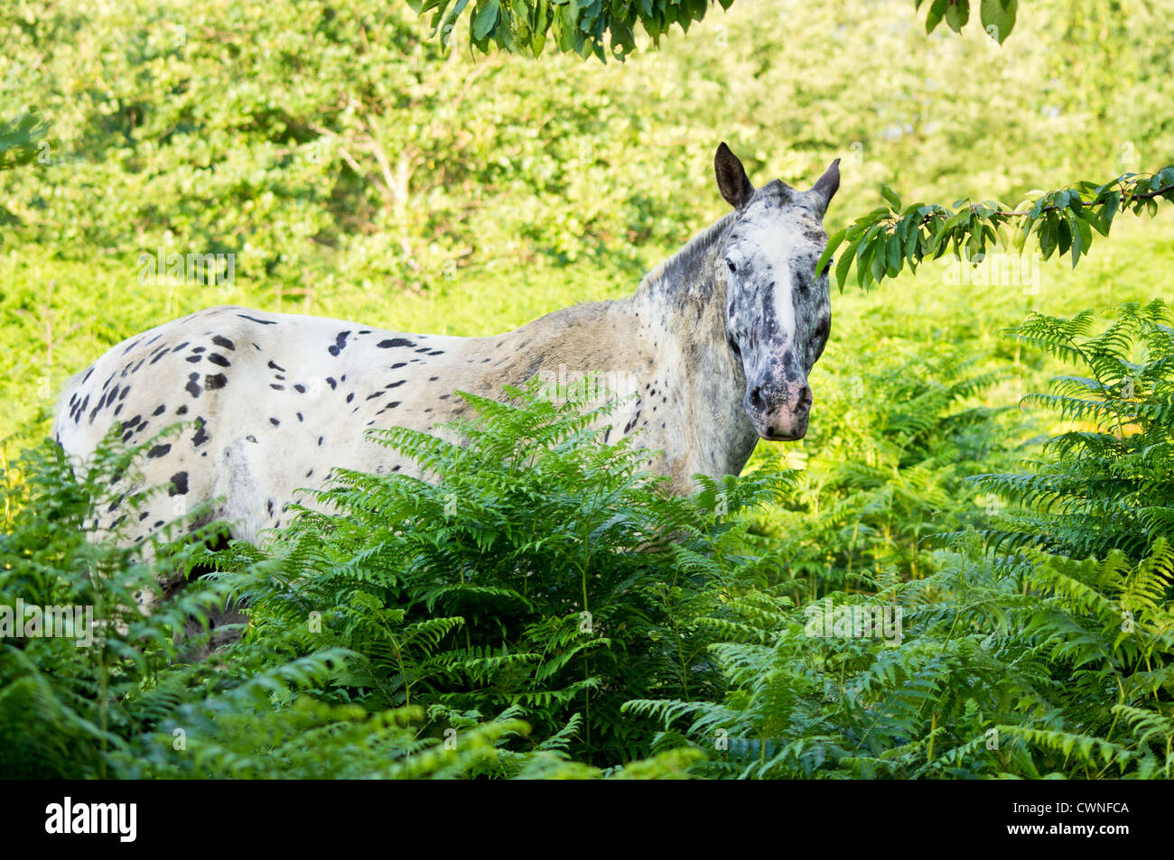 Pferd in natürlichen Heide Land Umgebung umher Stockfoto