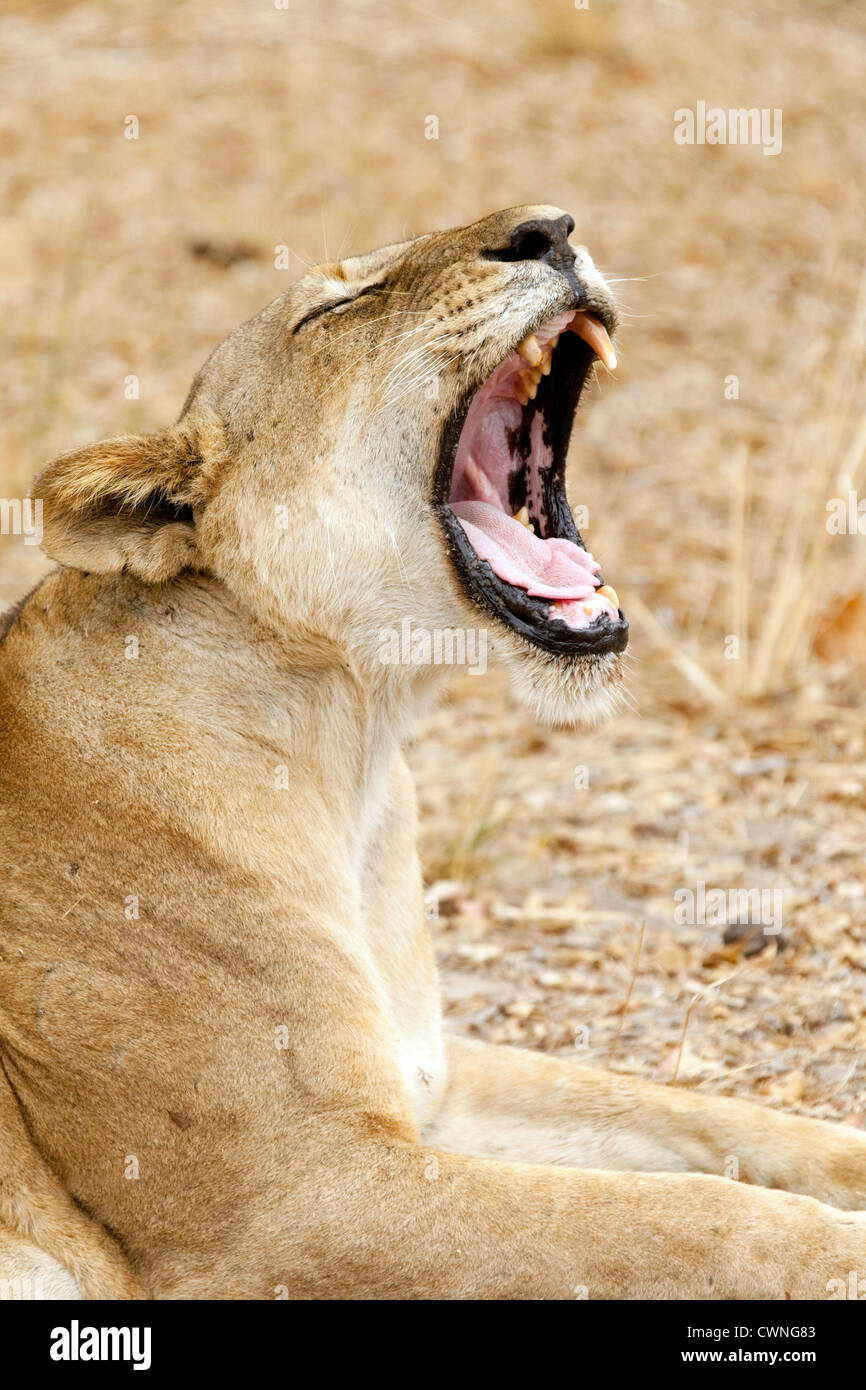 Erwachsene weibliche Löwen Gähnen, Selous Game Reserve Tansania Afrika Stockfoto