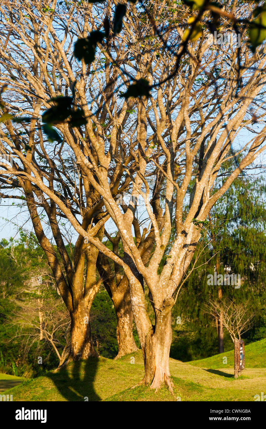 Bäume als Teil einer Golfplatz-Landschaft Stockfoto