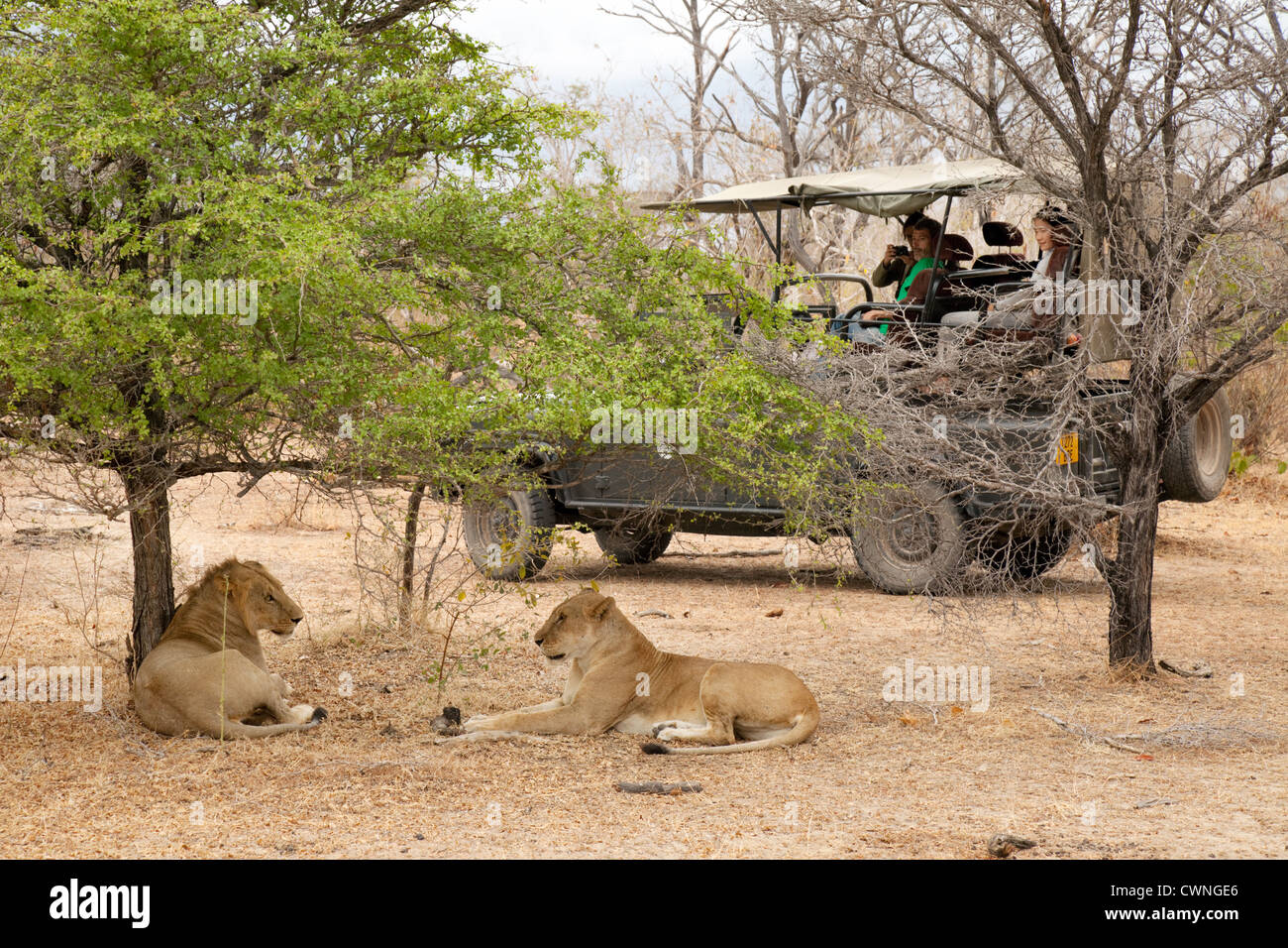 Jeep-Safari mit Löwen, Selous Game Reserve Tansania Afrika Stockfoto