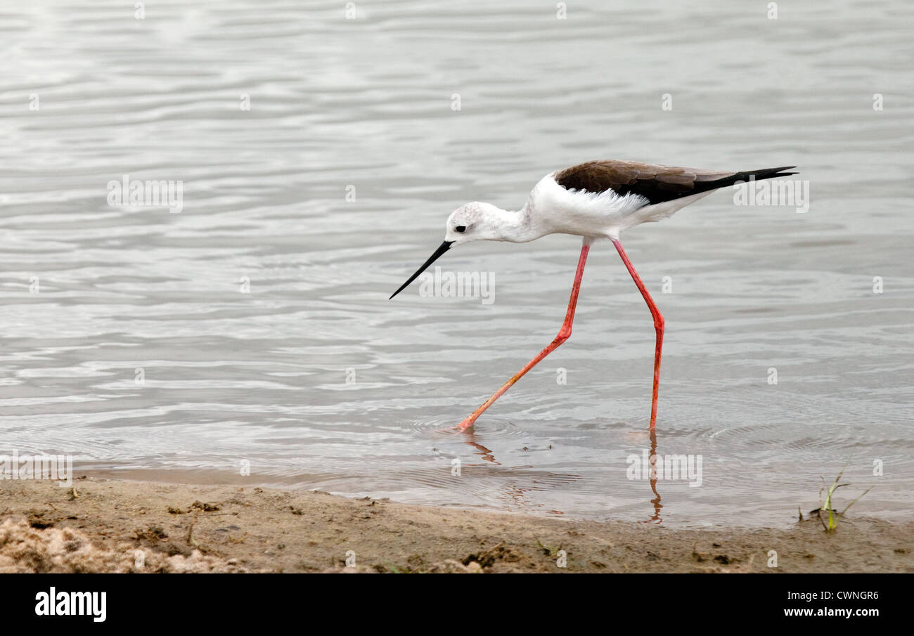 Schwarz geflügelte Stelzenläufer (gemeinsame Stelzenläufer, Pied Stilt); Himantopus Himantopus, Selous Game Reserve, Tansania Afrika Stockfoto