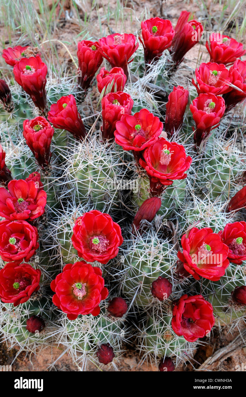 Echinocereus Triglochidiatus Claret Cup Kaktus Igel rote Blumen Kaktusblte  Wste Pflanze Blte Blte Stockfotografie - Alamy