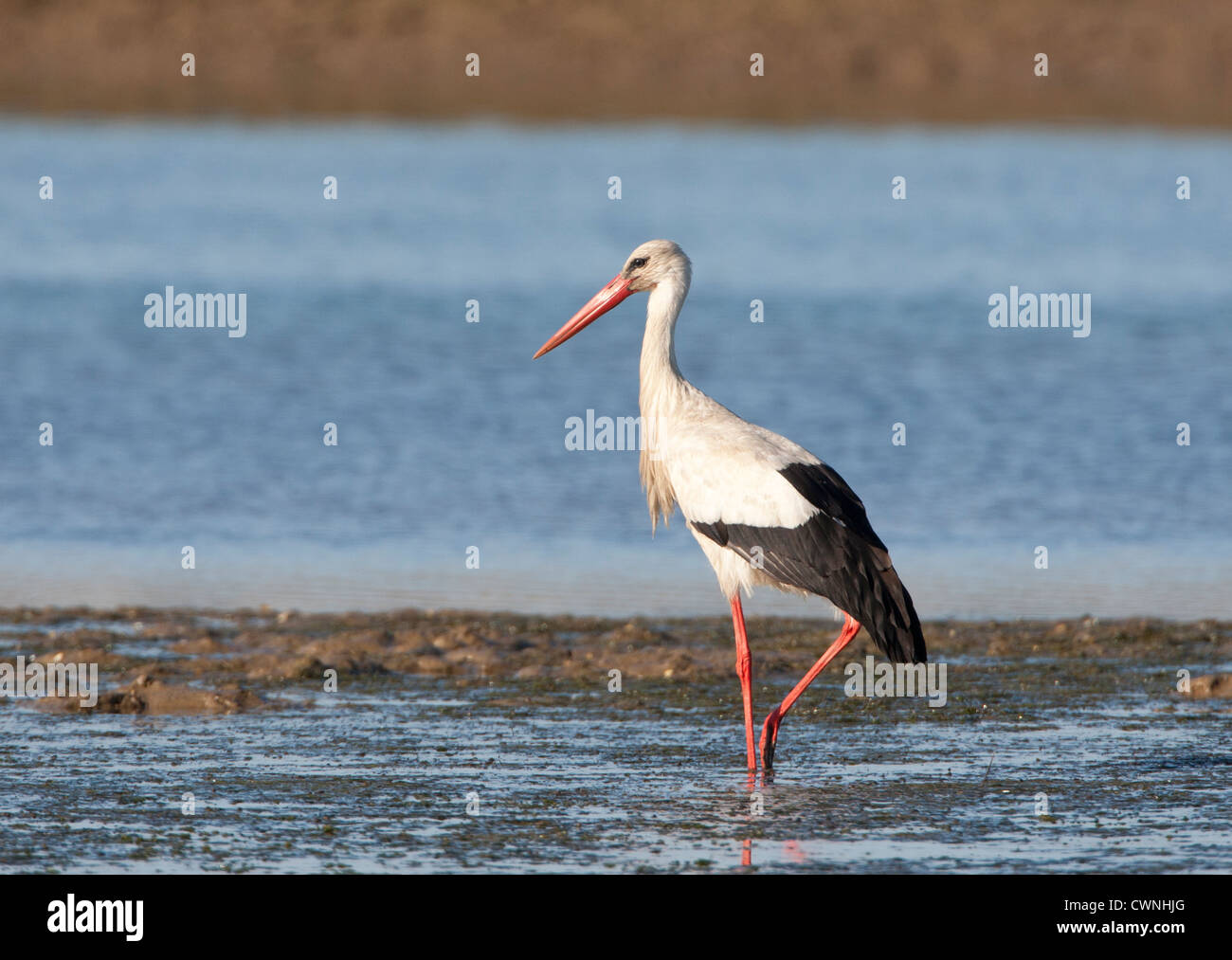 Ciconia Ciconia - Weißstorch-Jagd in Feuchtgebieten Stockfoto