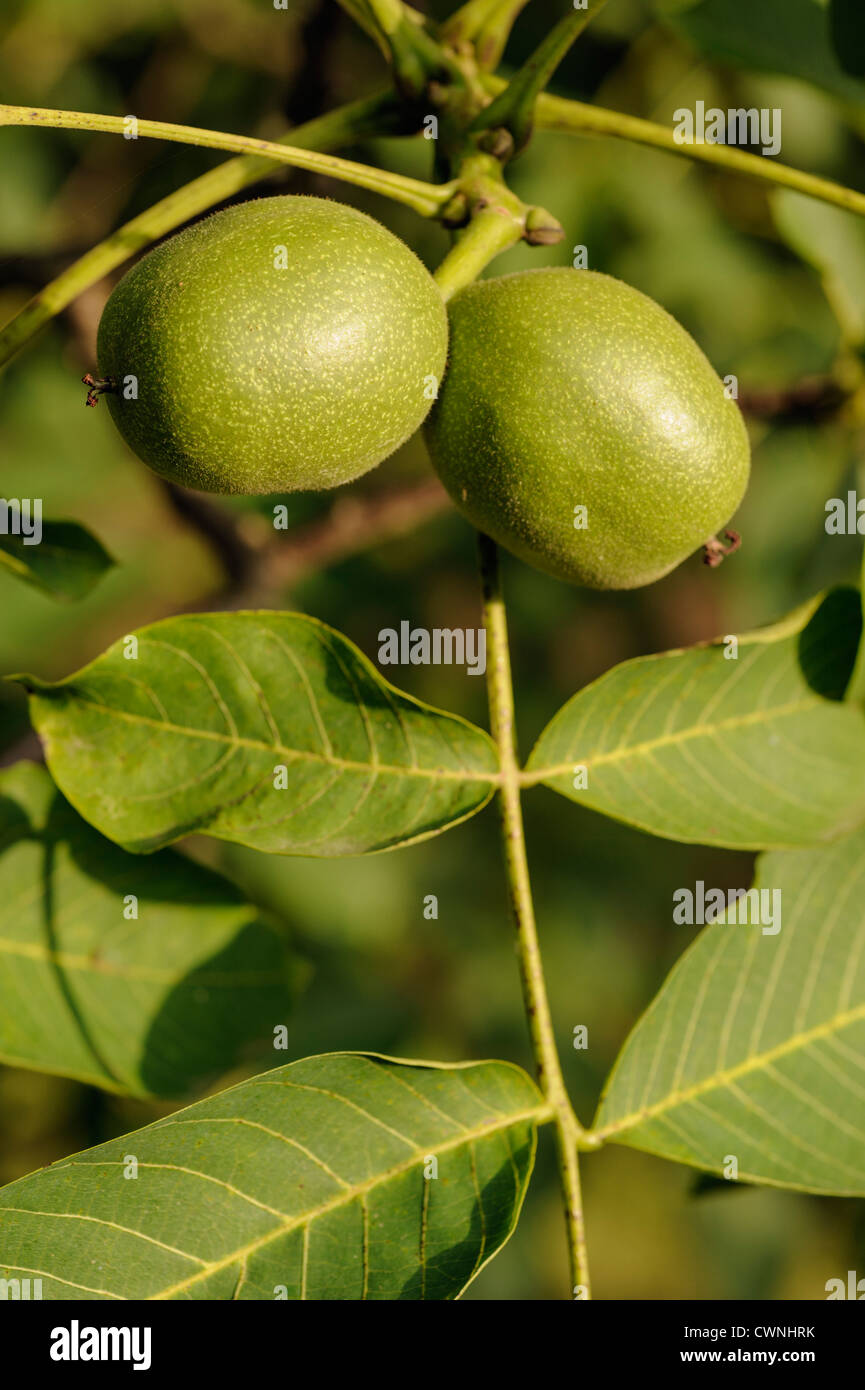 Gemeinsamen Walnuss, Juglans Regia, Dordogne, Frankreich Stockfoto