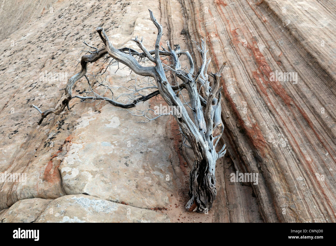 Toten Zweig Holz Peeling roten Sandstein Paria Wilderness utah Stockfoto