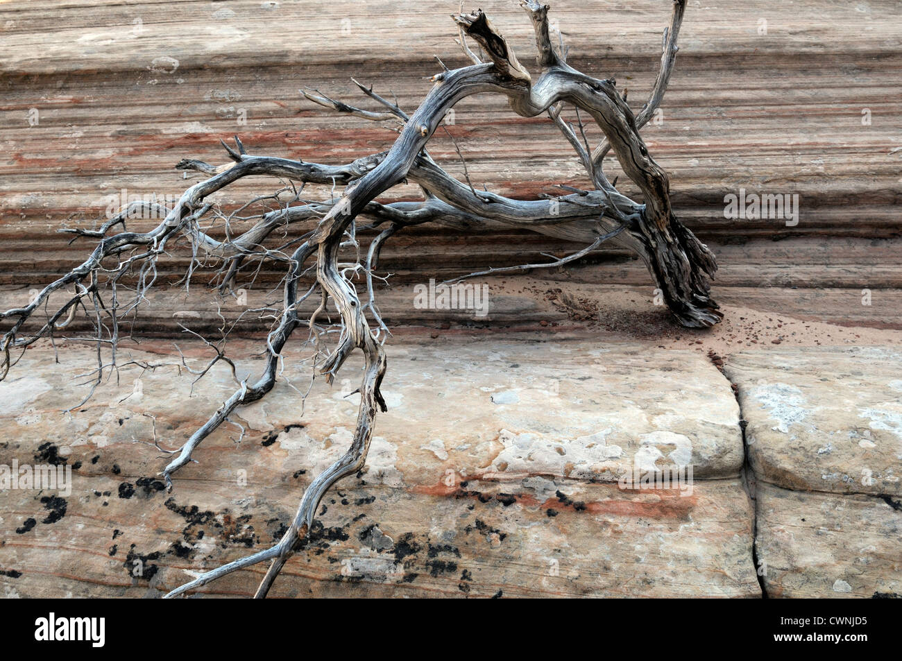 Toten Zweig Holz Peeling roten Sandstein Paria Wilderness utah Stockfoto