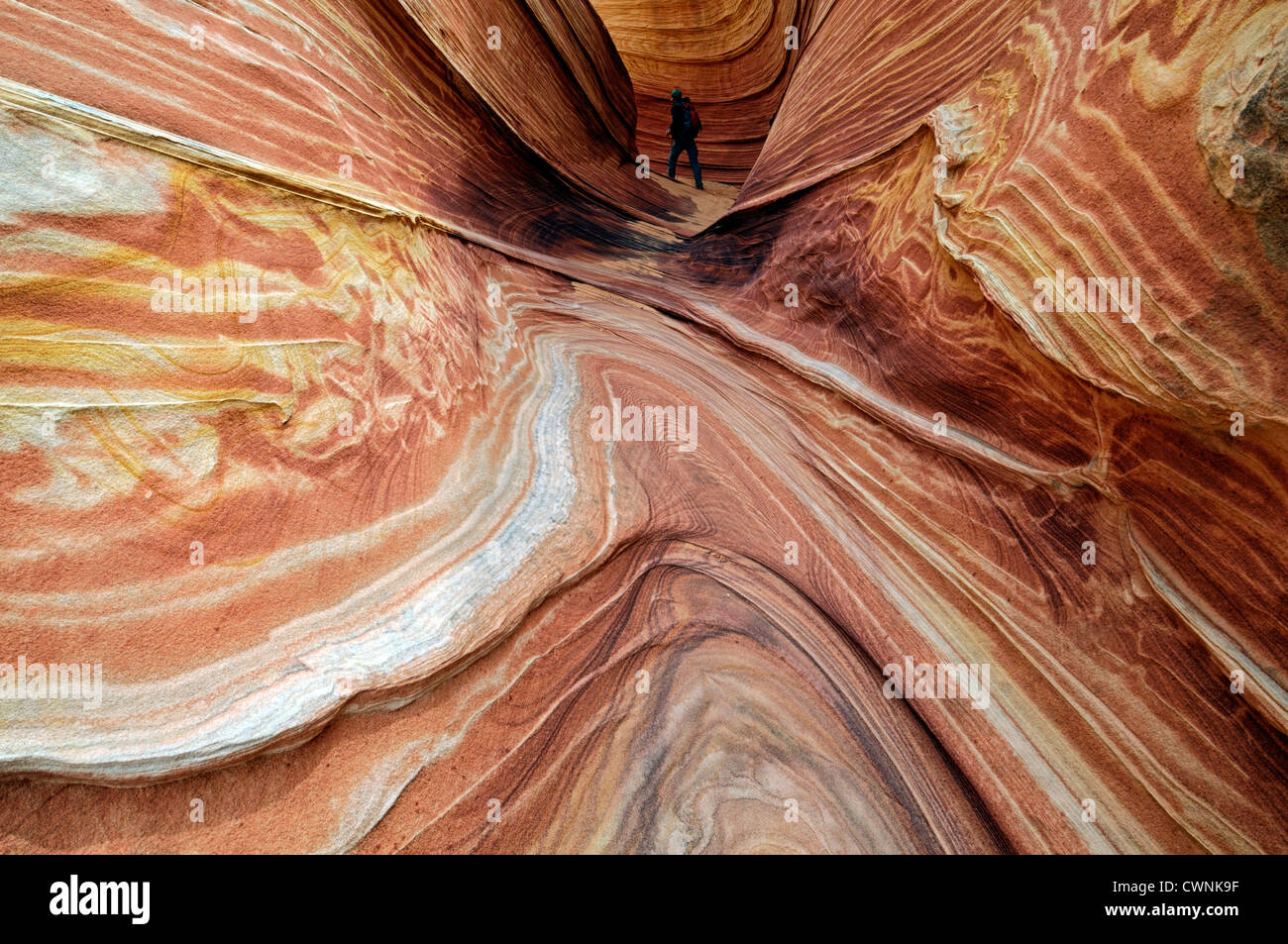 roter Sandstein Felsformation The Wave North Coyote Buttes Paria Wilderness Gebiet Utah Erosion geologischen verdreht Stockfoto