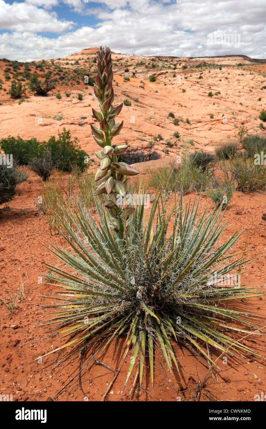 Yucca pflanzenblume Fotos und Bildmaterial in hoher Auflösung Alamy