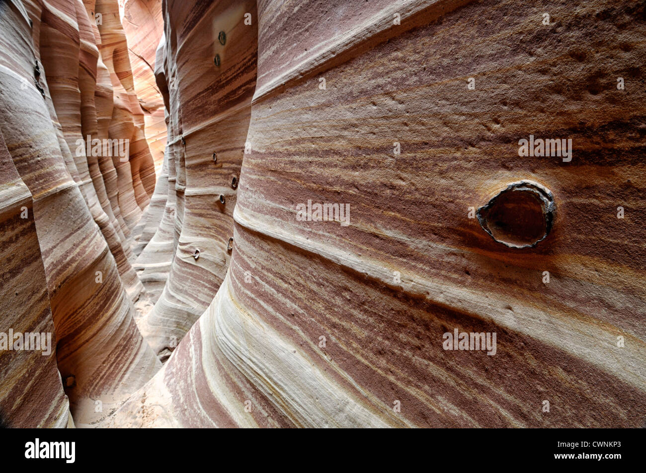 Zebra Slot Canyon Loch in den Rock Road Grand Staircase Escalante National Monument Utah USA Stockfoto