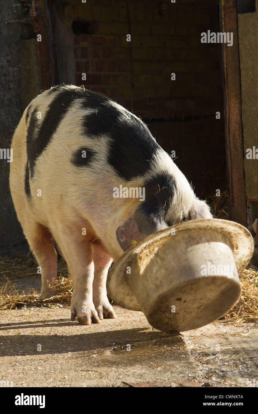 Schwein mit Frühstück Stockfoto