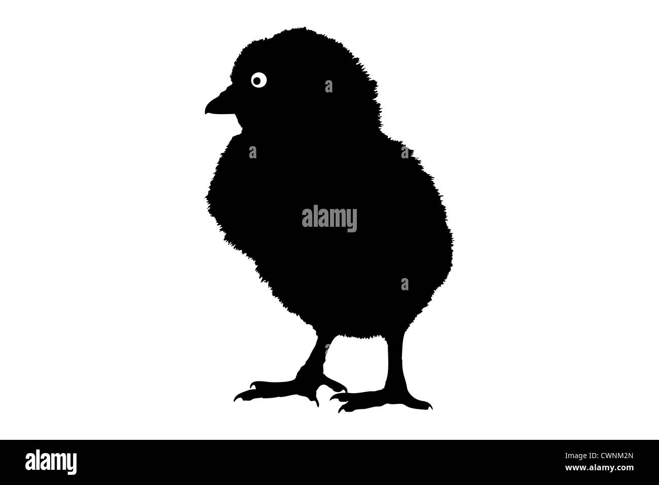 Eine Silhouette eines niedlichen kleinen Baby Huhn vor weißem Hintergrund Stockfoto
