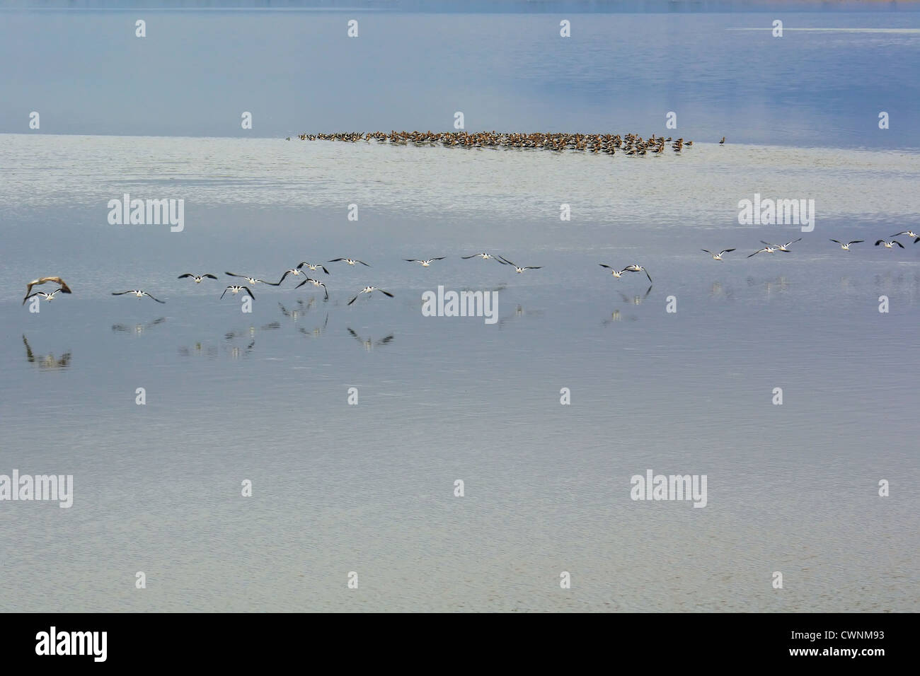 Große Gruppe von amerikanischen weiße Pelikane fliegen in Formation über Wasser, Antelope Island State Park, Great Salt Lake City, Utah, USA Stockfoto