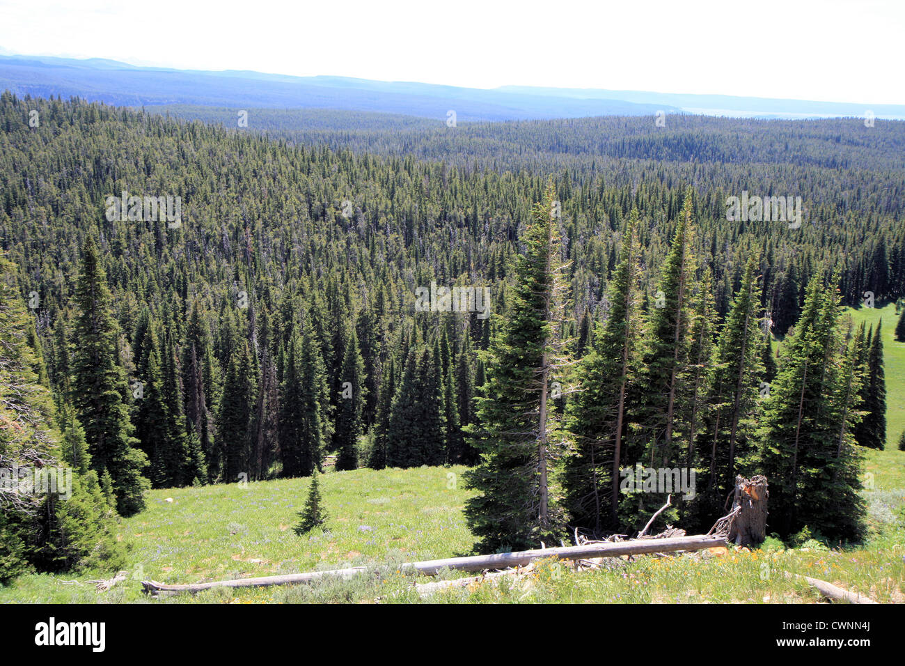 Subalpinen Wald im Yellowstone-Nationalpark, Wyoming, USA Stockfoto