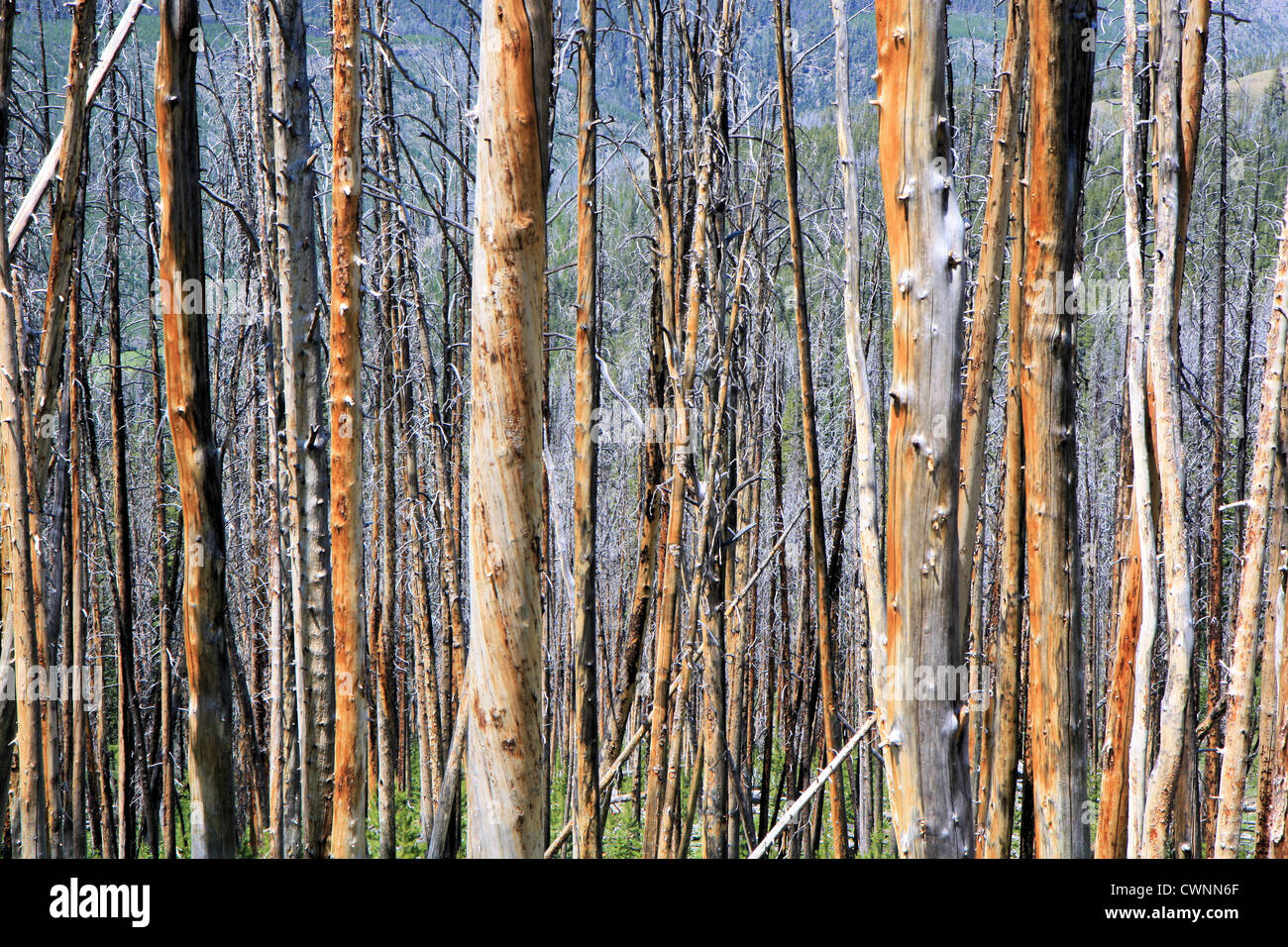 Verbrannter Wald im Yellowstone-Nationalpark, Wyoming, USA Stockfoto