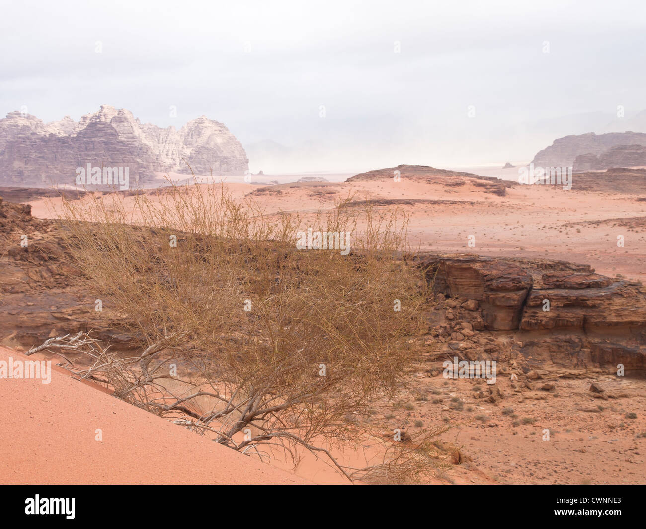 Panorama aus der Wüste Wadi Rum in Jordanien mit Sand Felsen, Berg und nähert sich Sandsturm einen trockenen Busch im Vordergrund Stockfoto