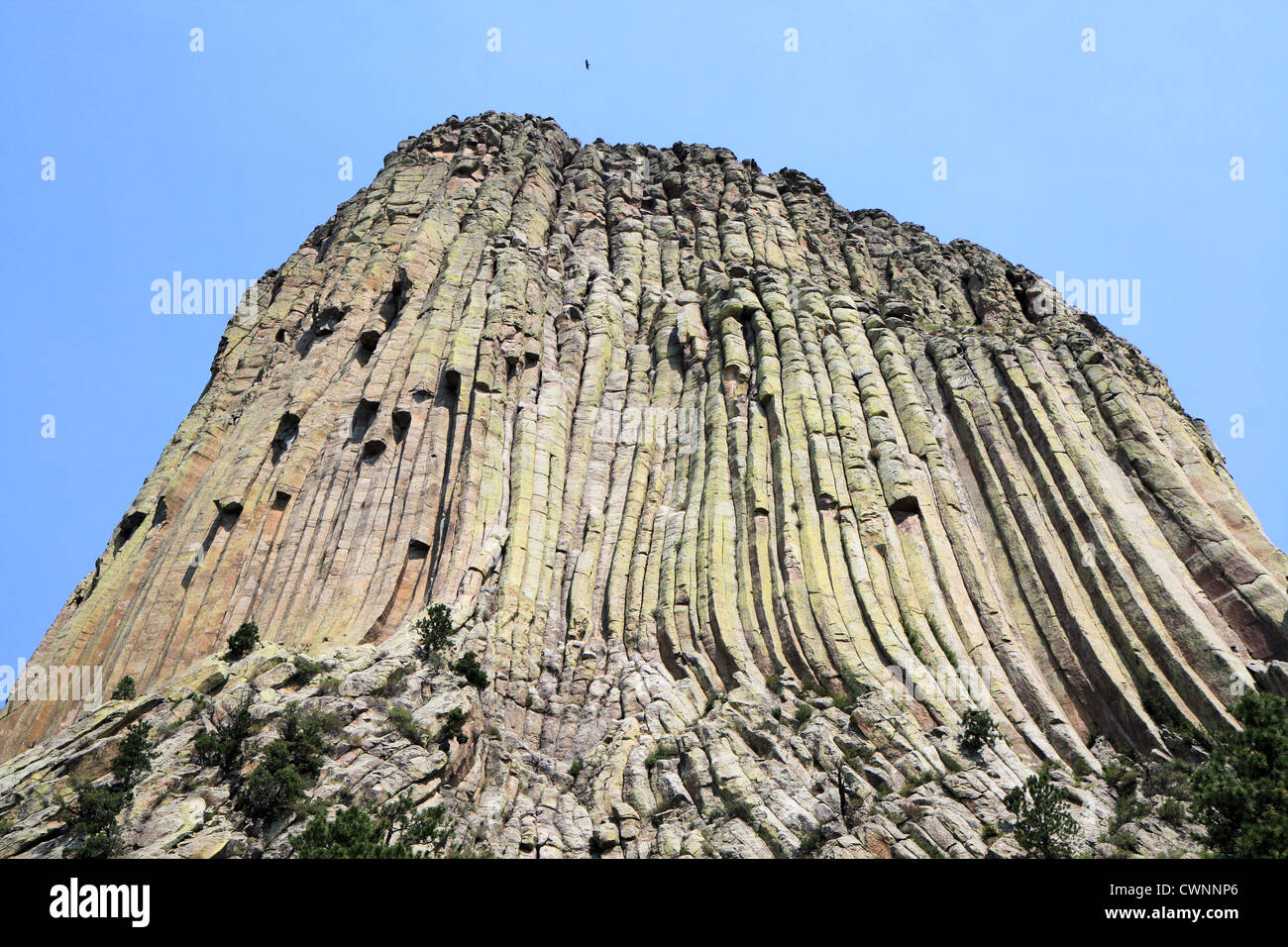 In der Nähe der Basis des Devils Tower National Monument, Crook County, Wyoming, USA Stockfoto